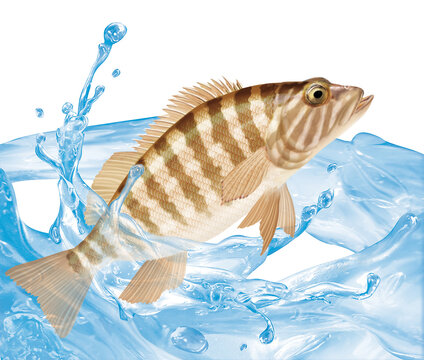 poisson, serrans , isol&eacute;, &eacute;vasion, p&ecirc;che, aliment, blanc, animal, frais, fruits de mer, brut, ailette, gicl&eacute;, nature, eau douce, mer, attraper, eau, fleuve, fra&icirc;cheur, sain, argent, queue