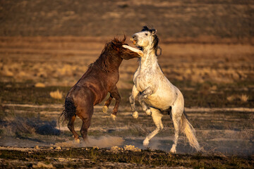 Wild mustang stallion horses fighting for control of the herd