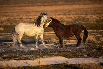 Wild mustang horses fighting on the prairie 