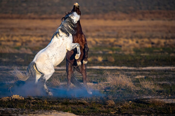 Wild mustang stallion horses fight for dominance 