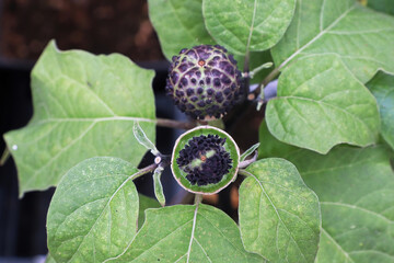 Top view of the seed pod on a datura plant