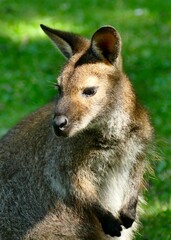 Portrait d’un kangourou wallaby  - obrazy, fototapety, plakaty