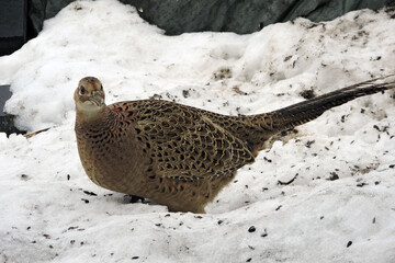 A portrait of a brown female pheasant standing in the snow 