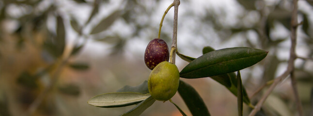 two green and black olive grains on the branch during harvesting. Extra virgin olive oil. Banner