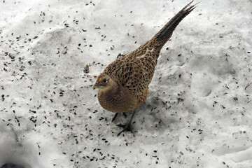 A portrait of a brown female pheasant standing in the snow 