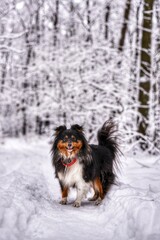 Black Sheltie breed dog stands with his tail raised in the snow in the winter forest