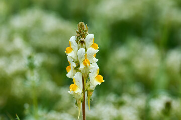Yellow snapdragon flowers (Antirrhinum major) in the field