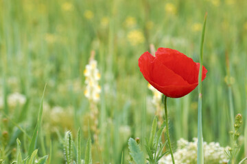 red poppy flower in field