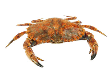 single steamed red crab isolated on white background