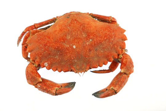 single steamed red crab isolated on white background