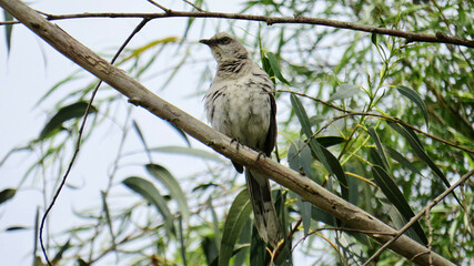 bird on a branch