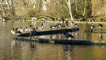 A flock of geese in the middle of the lake