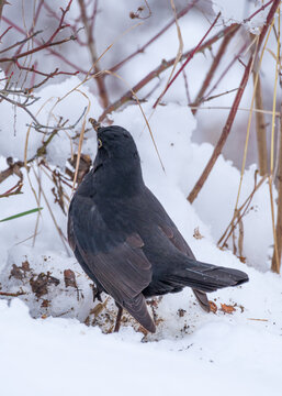 Blackbird turned its back