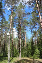 Obraz premium pine forest summer landscape, tall pine trees in the foreground