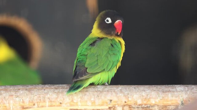 Yellow-Collared Lovebird