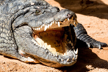 alligator in the zoo