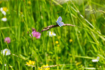 Silver-studded blue (Plebejus argus) butterfly sitting on grass in Zurich, Switzerland