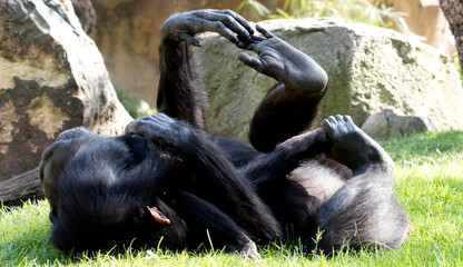 Two chimpanzee playing  