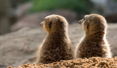 two meerkat on guard