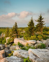 Fototapeta Rocks and trees at Bear Rocks Preserve, in Monongahela National Forest, West Virginia obraz