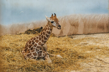 Mother giraffe and baby giraffe. Newborn giraffe and her family. 