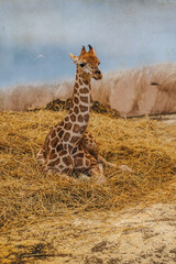 Obraz premium Mother giraffe and baby giraffe. Newborn giraffe and her family. 