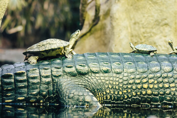 The gharial (in latin Gavialis gangeticus), also known as the gavial. Crocodilian, the family...