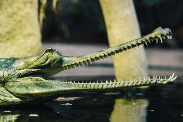The gharial (in latin Gavialis gangeticus), also known as the gavial. Crocodilian, the family...