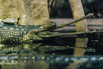 The gharial (in latin Gavialis gangeticus), also known as the gavial. Crocodilian, the family...