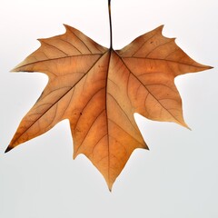 Hoja seca de Platanus hispanica en otoño, aislado sobre fondo blanco