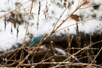 Kingfisher © marcinbawiec