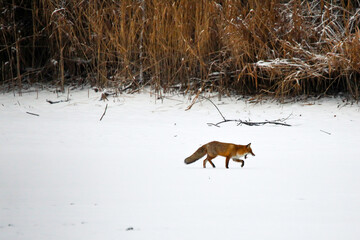 Fox © marcinbawiec