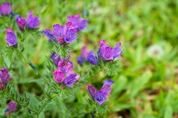 Close-up Purple viper’s bugloss or Paterson’s curse (Echium plantagineum) on the grass. It is an annual herbaceous species belonging to the Boraginaceae family.