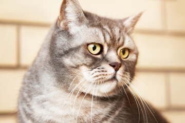 Portrait of an incredibly beautiful gray British Shorthair cat.