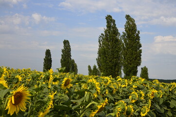 A field of sunflowers, and at the bottom - poplar trees