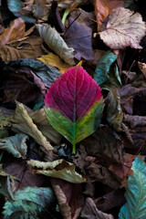 colourful leaf on pile of old leaves 