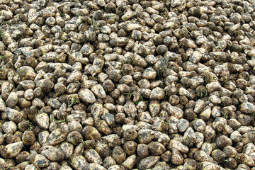 Closeup of a giant heap of harvested sugar beets 