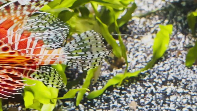 The beautiful lionfish of red color swims leisurely among algae and stones, colorful underwater footage, thunderstorm of the underwater world