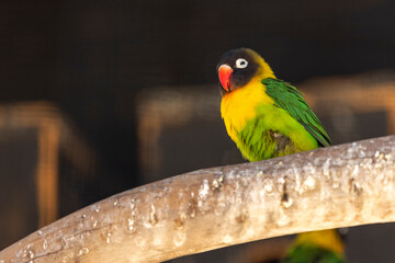Yellow-Collared Lovebird Agapornis personatus)