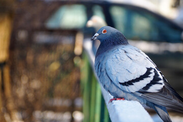 a grey pigeon with orange eyes sits on the railing of a bridge in the snow on a cold winter day .side view. winter park