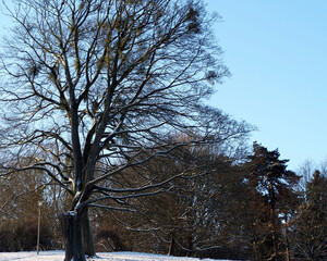 a big tree in the snow stands on a hill on a winter day against the blue sky