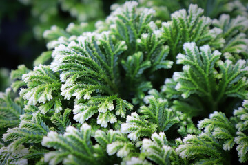 Closeup of the variegated tips on a Frosty Tip Fern