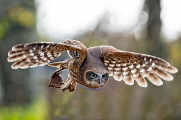 Close up of Brown Owl gliding with wings spread,
