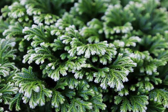 Closeup Of The Variegated Tips On A Frosted Tip Fern