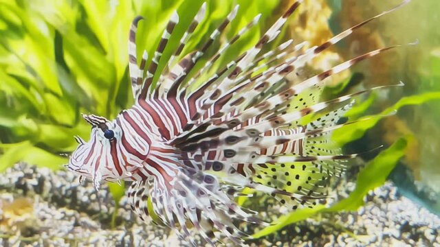 The beautiful lionfish of burgundy color swims leisurely among algae and stones, colorful underwater footage, thunderstorm of the underwater world