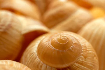 Poster Background of snail shells in close-up. Macro photography of the texture of a seashell. Selected sharpness © Vera