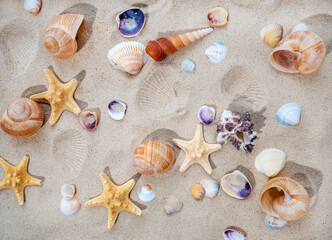 Fototapeta na wymiar The concept of summer, rest, sea, travel. Starfish and seashells on the sand. top view of sandy background with dunes