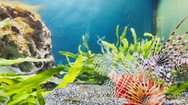 The beautiful lionfish of red color swims leisurely among algae and stones, colorful underwater footage, thunderstorm of the underwater world