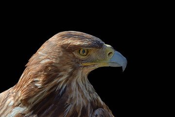 Eagle close-up on a black background, full face.
