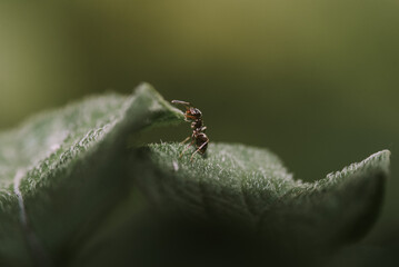 Ant moving on leaves with green background